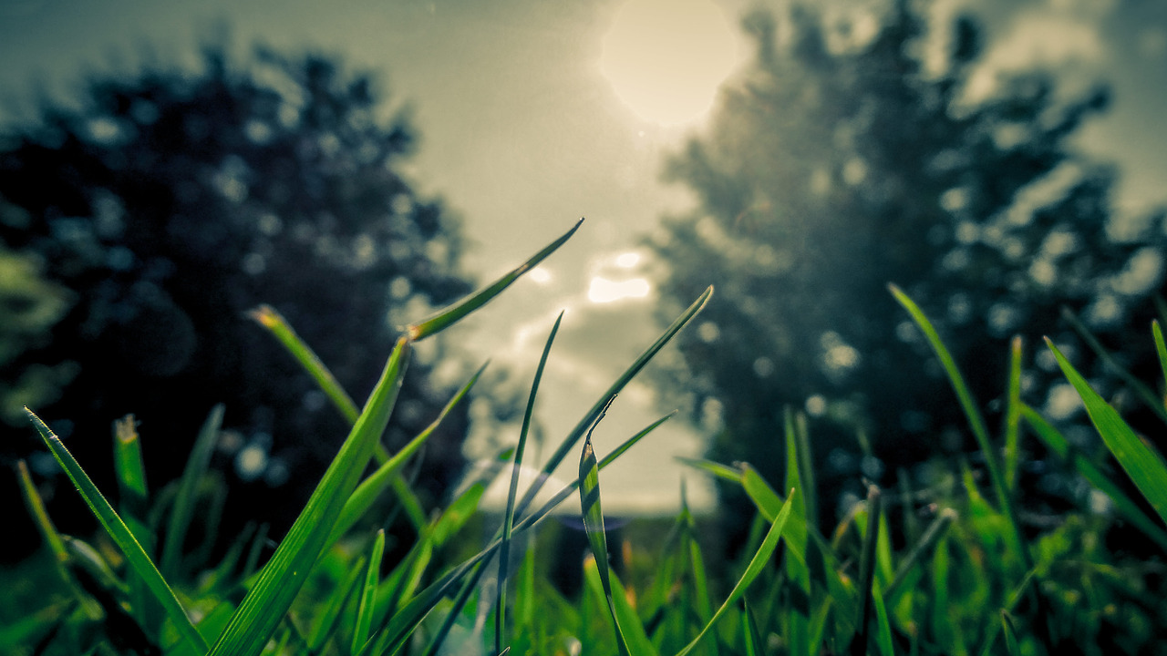blog-image-grass